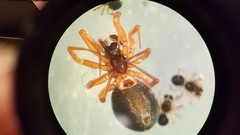 Walckenaeria acuminata