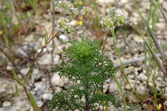 Valerianella coronata