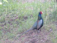Phasianus versicolor
