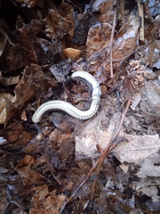 Pachyiulus krivolutskyi