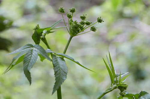 Douglas' Water-hemlock