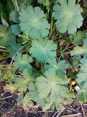 Geranium pyrenaicum