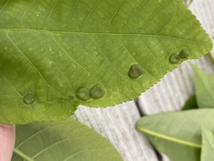 Phylloxera pilosula