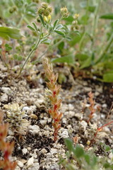 Sedum aetnense
