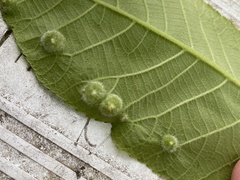 Phylloxera pilosula