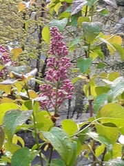 Syringa vulgaris