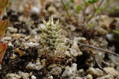 Ceratocephala falcata