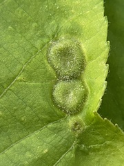 Phylloxera pilosula