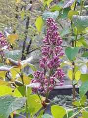 Syringa vulgaris