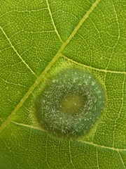 Phylloxera pilosula