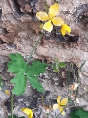 Chelidonium majus