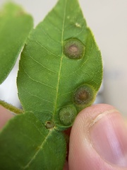 Phylloxera pilosula