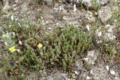 Sedum urvillei