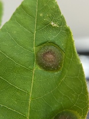Phylloxera pilosula