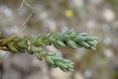 Sedum urvillei
