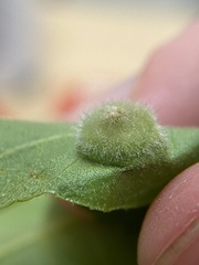 Phylloxera pilosula