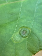 Phylloxera pilosula