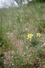 Dianthus capitatus