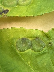 Phylloxera pilosula