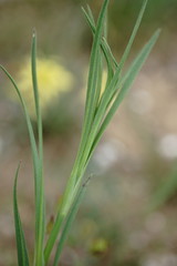 Dianthus capitatus