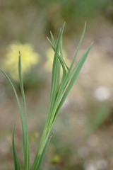 Dianthus capitatus