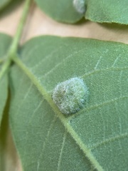 Phylloxera pilosula