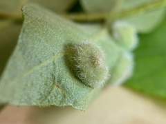 Phylloxera pilosula