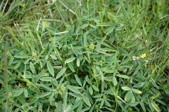 Trigonella spicata