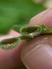 Phylloxera pilosula