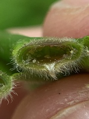 Phylloxera pilosula