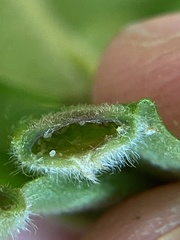 Phylloxera pilosula