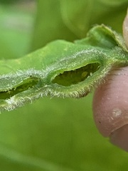 Phylloxera pilosula