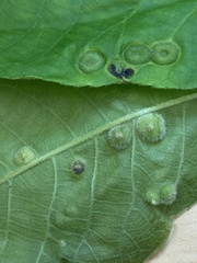 Phylloxera pilosula