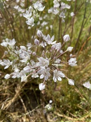 Allium hyalinum