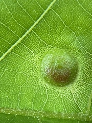 Phylloxera caryaeavellana