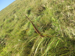 Gladiolus sericeovillosus