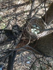 Turdus pilaris