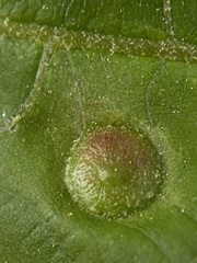 Phylloxera caryaeavellana