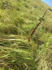 Gladiolus sericeovillosus