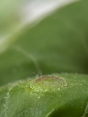 Phylloxera caryaeavellana