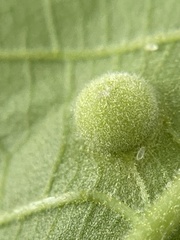 Phylloxera caryaeavellana