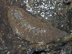 Glossiphonia complanata