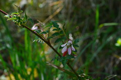 Rubus pungens oldhamii