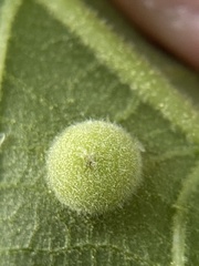 Phylloxera caryaeavellana