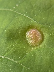 Phylloxera caryaeavellana