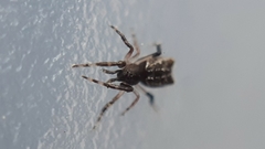 Episinus truncatus