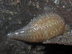 Glossiphonia complanata