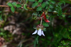 Rubus pungens oldhamii
