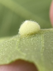 Phylloxera caryaeavellana