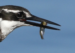 Gilchristella aestuaria